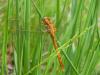 Orthetrum coerulescens